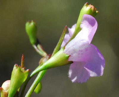 Agalinis_skinneriana_calyx.jpg