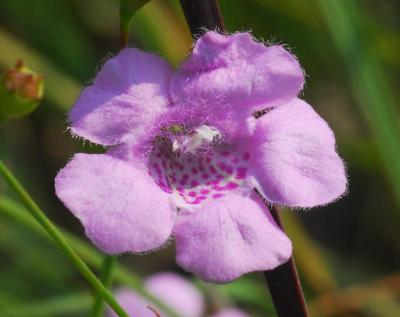 Agalinis_skinneriana_flower.jpg