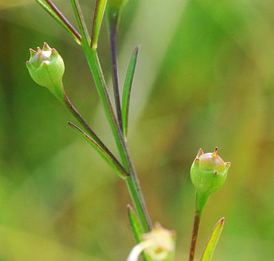 Agalinis_skinneriana_fruits.jpg