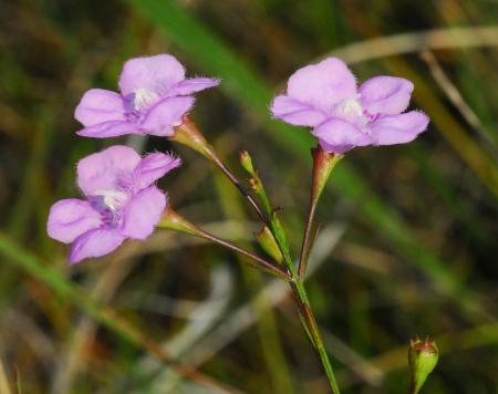 Agalinis_skinneriana_inflorescence.jpg