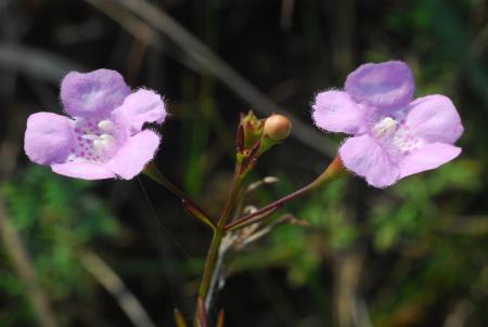 Agalinis_skinneriana_inflorescence2.jpg