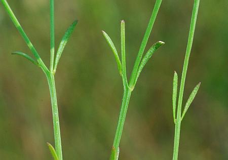 Agalinis_skinneriana_leaves.jpg