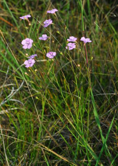 Agalinis_skinneriana_plant.jpg