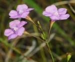 Agalinis skinneriana thumbnail