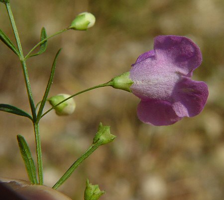 Agalinis_tenuifolia_calyx.jpg