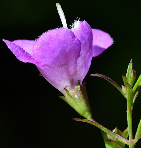 Agalinis_tenuifolia_calyx2.jpg