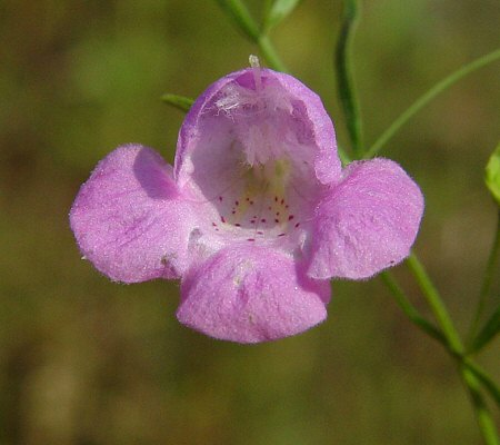 Agalinis_tenuifolia_flower.jpg