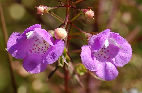 Agalinis_tenuifolia_flowers.jpg