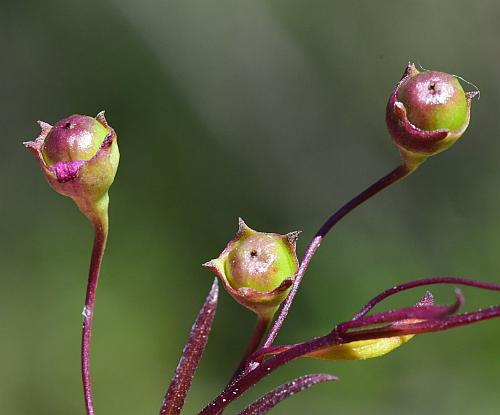 Agalinis_tenuifolia_fruits.jpg