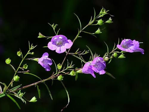 Agalinis_tenuifolia_inflorescence.jpg