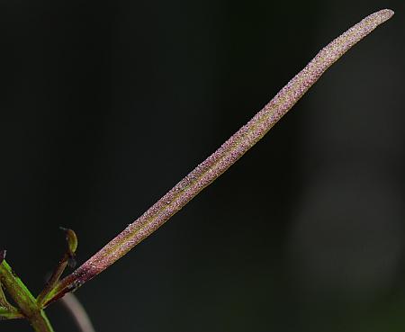 Agalinis_tenuifolia_leaf1.jpg