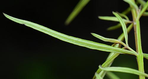 Agalinis_tenuifolia_leaf2.jpg