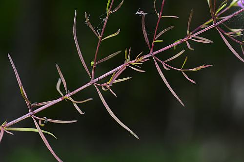 Agalinis_tenuifolia_leaves1.jpg