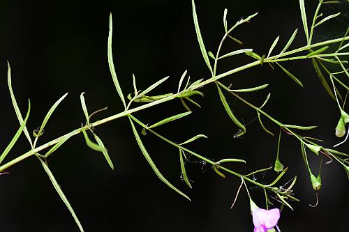 Agalinis_tenuifolia_leaves2.jpg