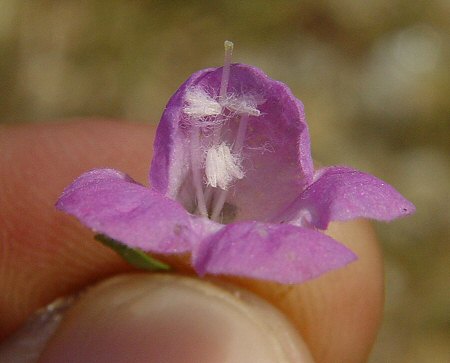 Agalinis_tenuifolia_stamens.jpg