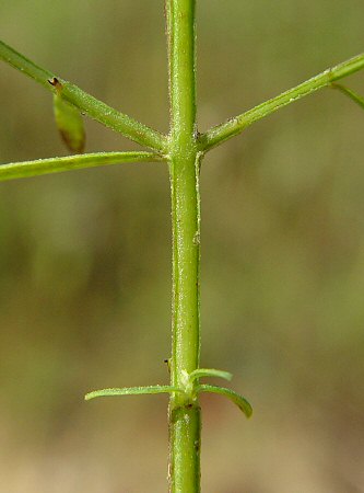 Agalinis_tenuifolia_stem.jpg