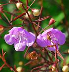 Agalinis tenuifolia thumbnail