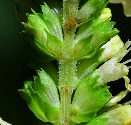 Agastache_nepetoides_calyces.jpg