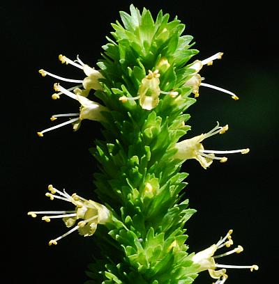 Agastache_nepetoides_flowers2.jpg