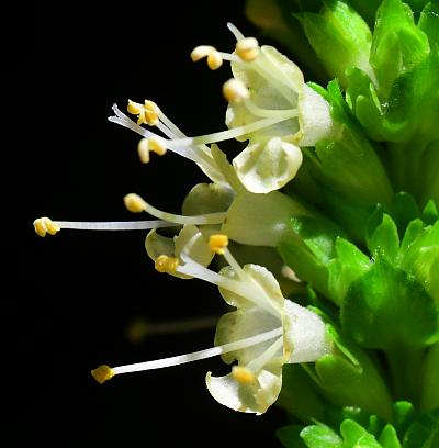 Agastache_nepetoides_flowers3.jpg