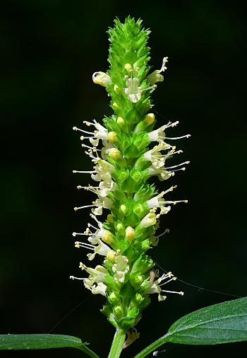 Agastache_nepetoides_inflorescence2.jpg