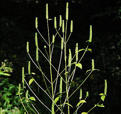 Agastache_nepetoides_inflorescence3.jpg