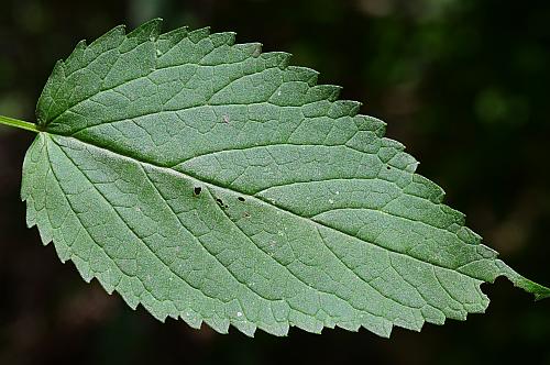 Agastache_nepetoides_leaf1.jpg