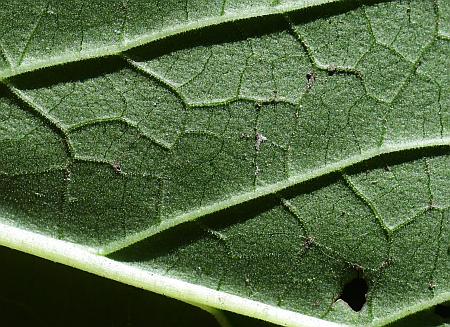 Agastache_nepetoides_leaf2a.jpg