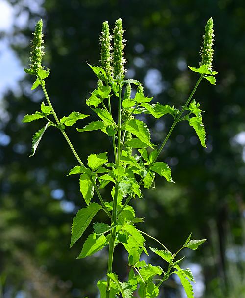 Agastache_nepetoides_plant.jpg