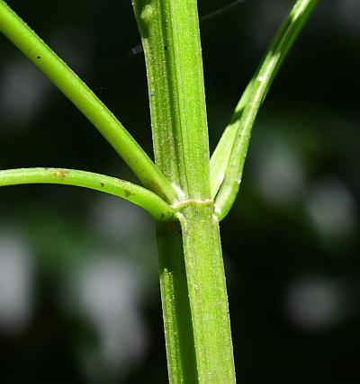 Agastache_nepetoides_stem.jpg