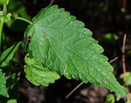 Agastache_scrophulariifolia_leaf1.jpg