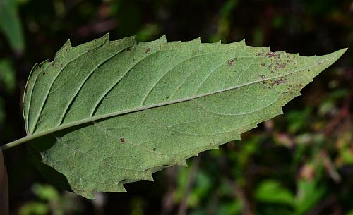 Agastache_scrophulariifolia_leaf2.jpg