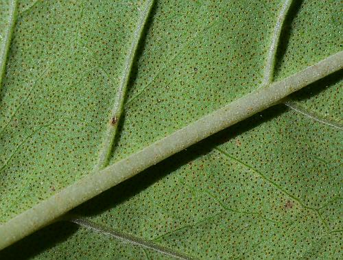 Agastache_scrophulariifolia_leaf2a.jpg