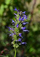 Agastache scrophulariifolia thumbnail