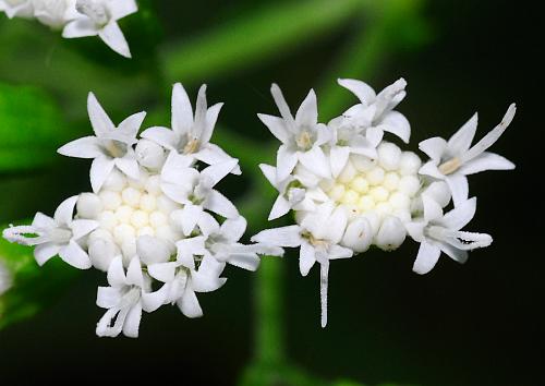 Ageratina_altissima_florets.jpg