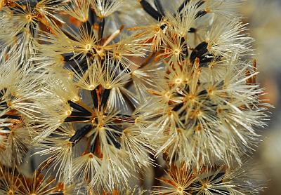 Ageratina_altissima_fruits.jpg