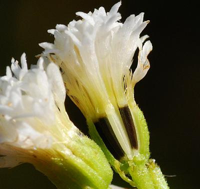 Ageratina_altissima_fruits0.jpg