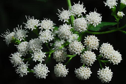 Ageratina_altissima_heads.jpg