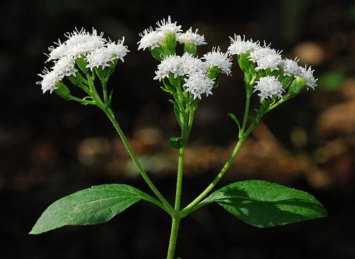 Ageratina_altissima_inflorescence.jpg