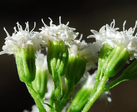 Ageratina_altissima_involucres.jpg