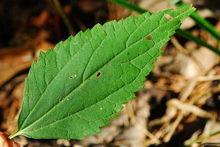 Ageratina_altissima_leaf1.jpg