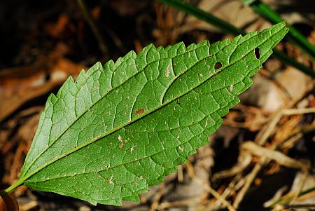 Ageratina_altissima_leaf2.jpg