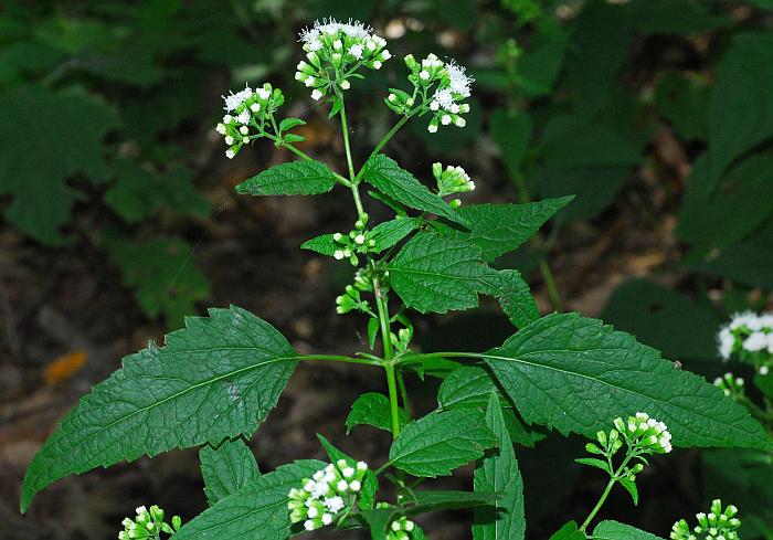 Ageratina_altissima_plant.jpg