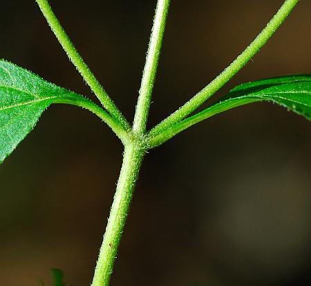 Ageratina_altissima_stem.jpg