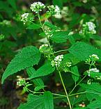 Ageratina altissima thumbnail