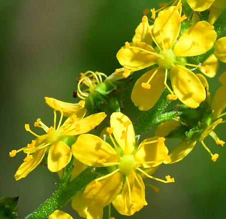 Agrimonia_parviflora_flowers2.jpg