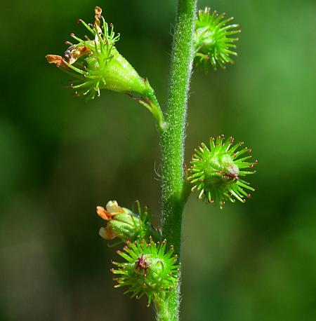 Agrimonia_parviflora_fruits.jpg