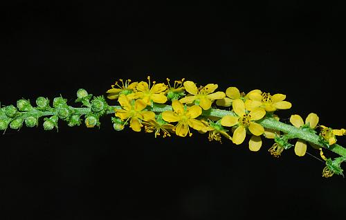 Agrimonia_parviflora_inflorescence.jpg