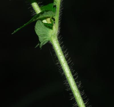 Agrimonia_parviflora_stem2.jpg