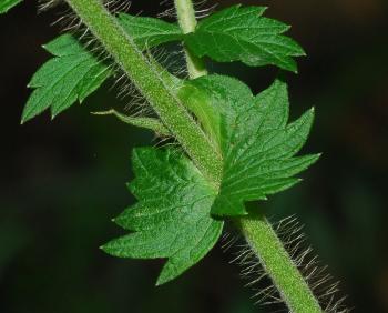 Agrimonia_parviflora_stipule.jpg